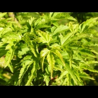 Acer palmatum cv Crispifolium (fam Aceracees) (3)